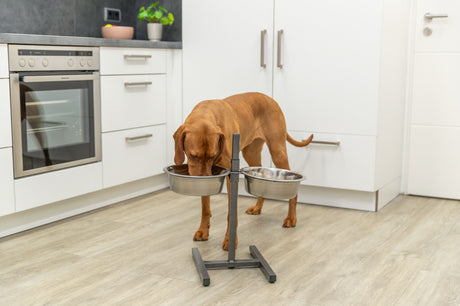 Hund trinkt aus einem erhöhten Doppelnapf in moderner weißer Küche mit grauem Boden und Backofen.