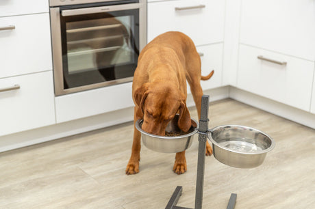 Ein brauner Hund frisst aus einem erhöhten Napfständer mit zwei Edelstahlnäpfen in einer Küche mit weißen Schränken.