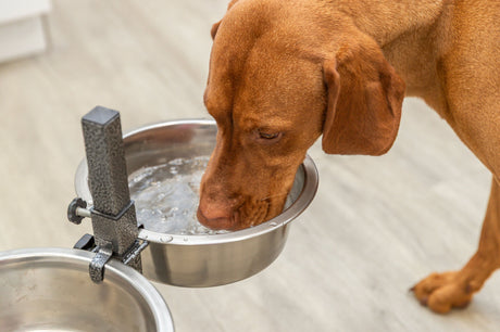 Ein brauner Hund trinkt Wasser aus einem erhöhten, metallischen Napf auf einem hellen Fußboden.
