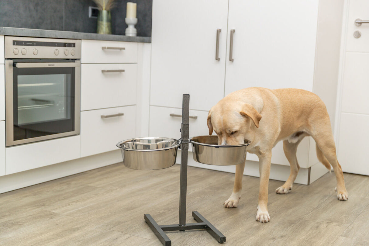 Ein Hund frisst aus einem erhöhten Doppelnapfständer aus Metall in einer modernen Küche mit weißem Interieur.