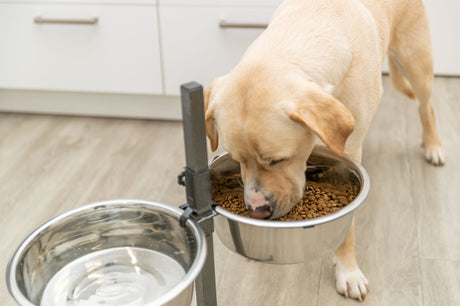 Ein Hund frisst aus einem erhöhten Napf mit Trockenfutter neben einer Schüssel mit Wasser auf einem Holzboden.