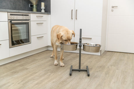 Ein Hund frisst aus einem erhöhten Futterständer mit zwei Edelstahlschüsseln in einer modernen Küche.
