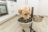 Ein Hund trinkt aus einem erhöhten Napf mit Wasser, daneben steht ein weiterer Napf mit Futter auf einem Holzfußboden.