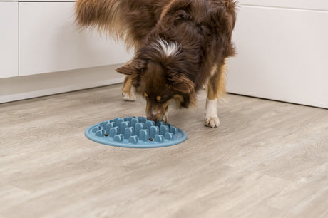 Hund mit langem braunem Fell schnüffelt an einem blauen Fressnapf auf einem hellen Holzboden in Innenraum.