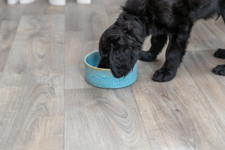 Ein schwarzer Hund frisst aus einer blauen, gemusterten Schale auf einem Holzboden.