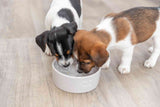 Zwei kleine Hunde trinken aus einem weißen Napf auf einem hellen Holzboden.
