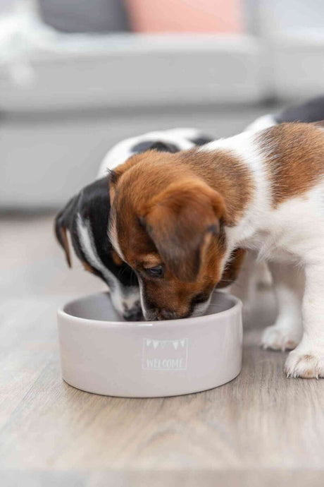 Zwei kleine Hunde trinken aus einem grauen Napf mit der Aufschrift "Welcome" auf einem Holzboden.