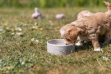 Ein kleiner Hund trinkt aus einem grauen Napf auf einer Wiese, im Hintergrund unscharfes Spielzeug.