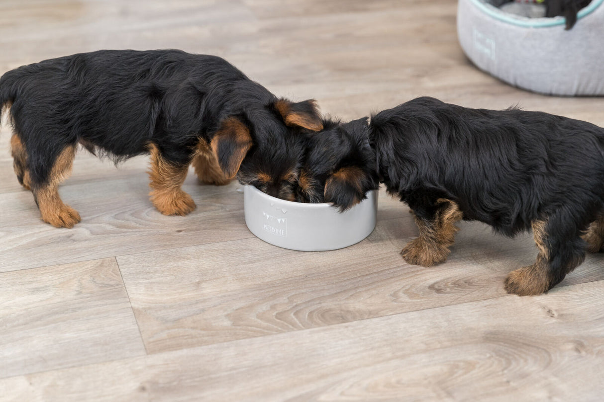 Zwei kleine Hunde fressen aus einem grauen Napf auf einem Holzboden, der Napf hat die Aufschrift "Welcome".