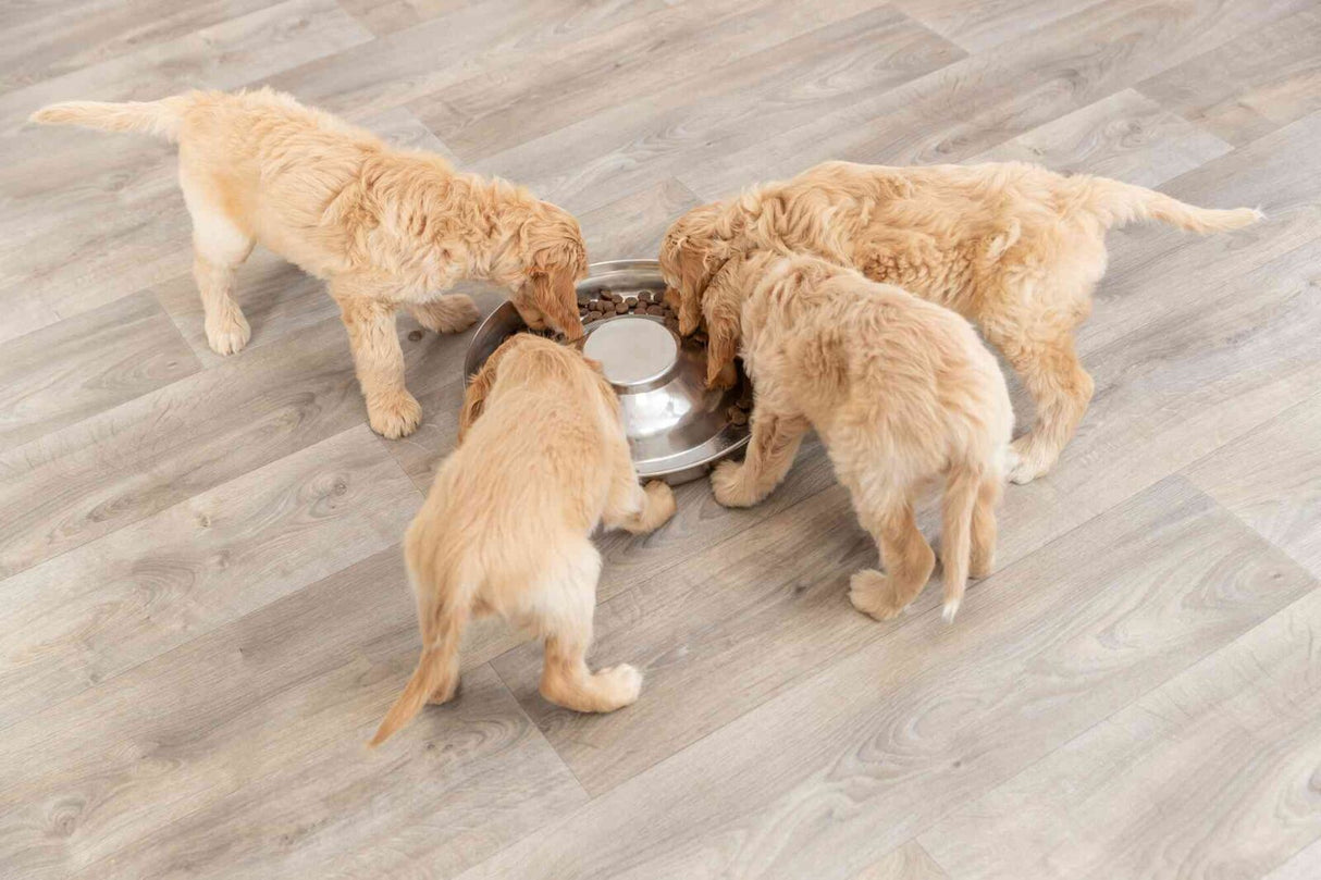 Vier beige Hunde fressen aus einer Metallschüssel auf einem Holzboden.