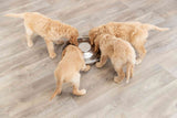Vier beige Hunde fressen aus einer Metallschüssel auf einem Holzboden.