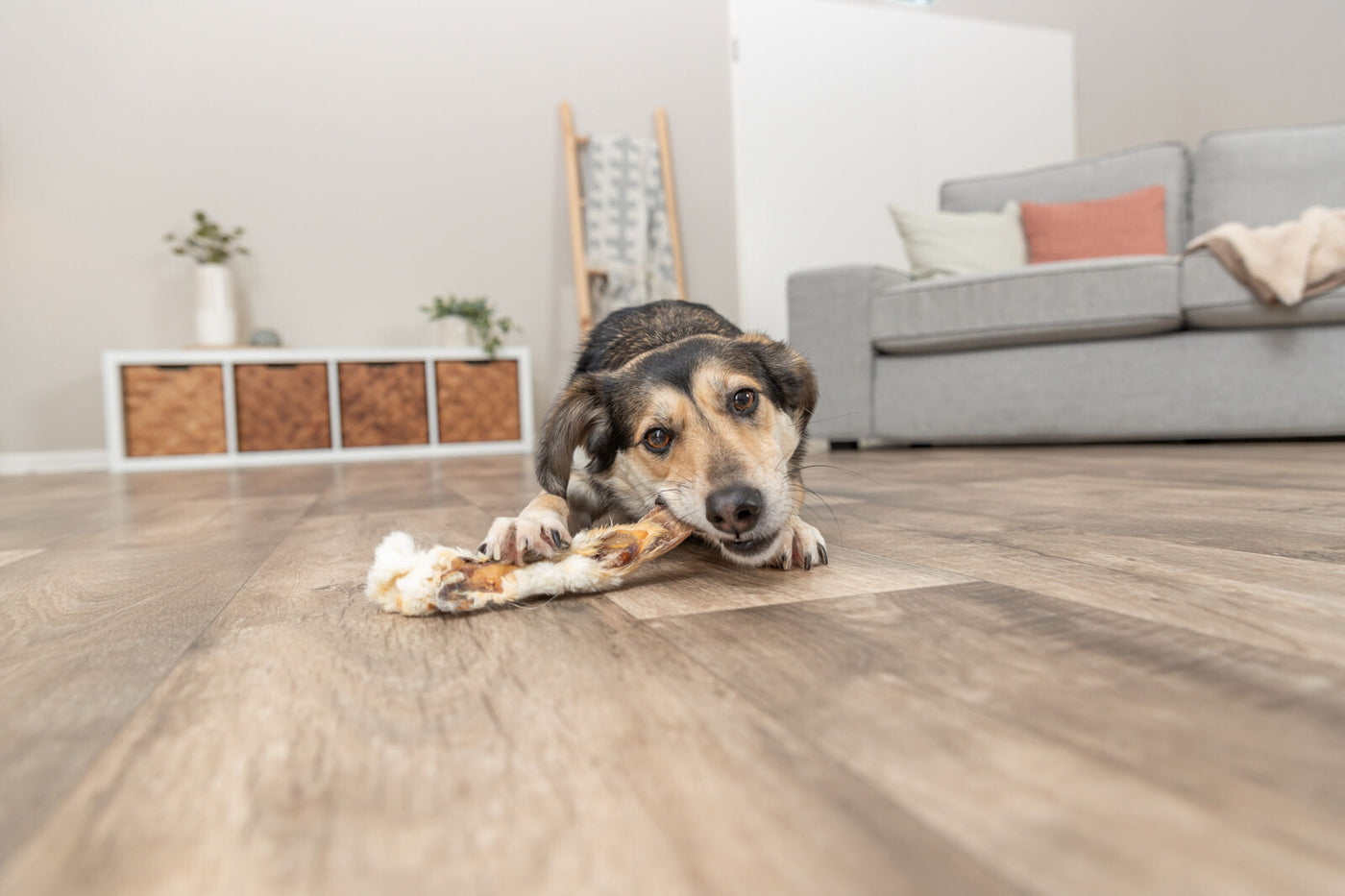 Hund liegt kauend auf einem Spielzeug am Boden in einem hellen Wohnzimmer mit grauem Sofa.