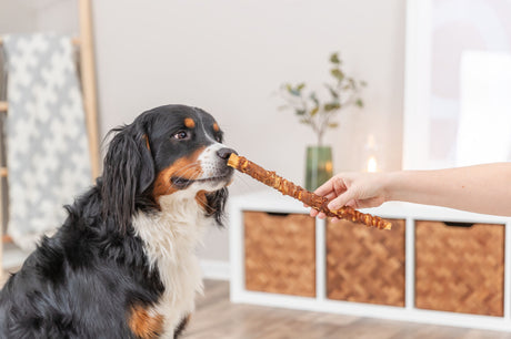 Ein großer, schwarz-weißer Hund schnuppert an einem langen Kauknochen, den eine Hand hält.