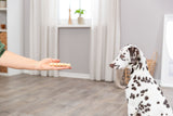 Eine Hand hält ein geflochtenes Objekt vor einem sitzenden Hund mit schwarzen Flecken in einem Raum mit Vorhängen.