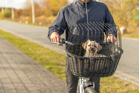 Ein kleiner Hund sitzt in einem Korb auf dem Fahrrad eines Mannes auf der Straße.