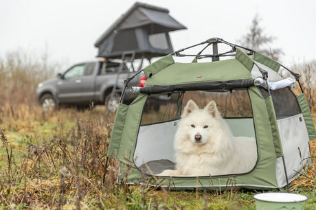 Weißer Hund liegt in grünem Zelt vor grauem Auto mit Dachzelt auf einer Wiese.