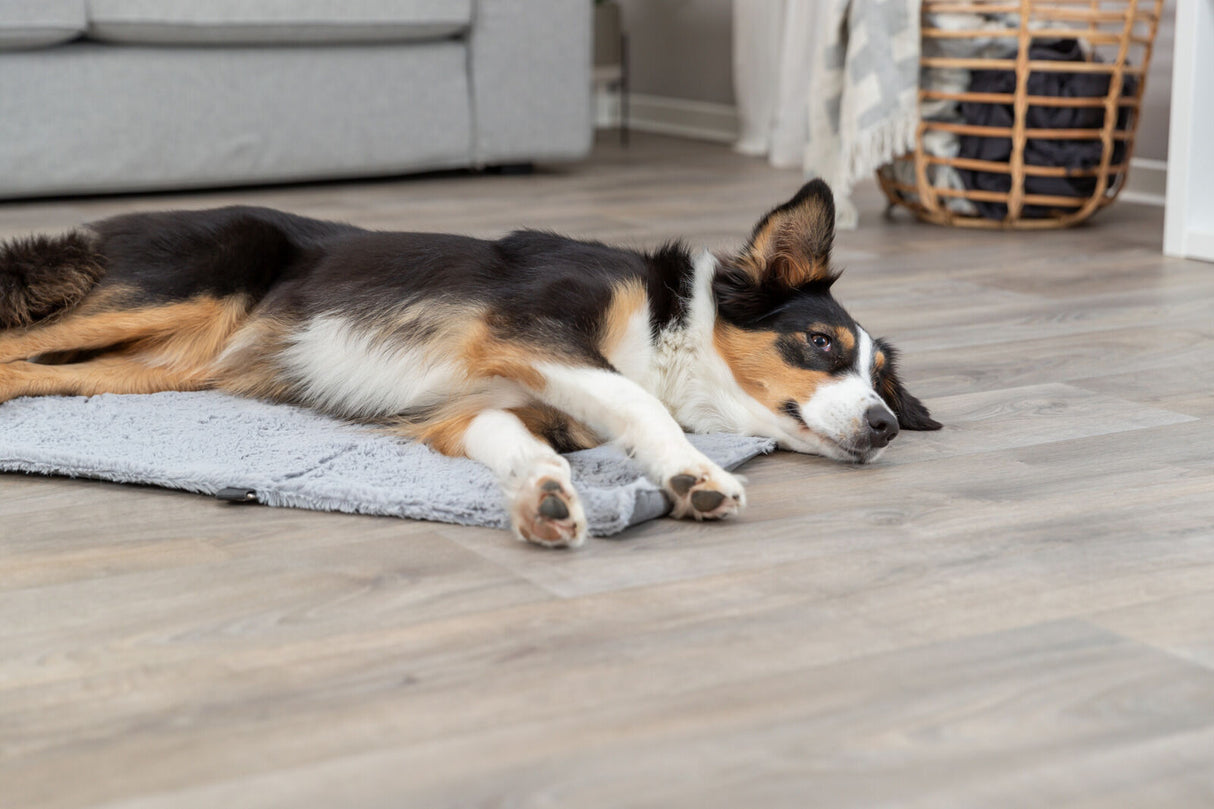 Hund mit schwarzem und braunem Fell liegt entspannt auf einer grauen Decke in einem Wohnzimmer.