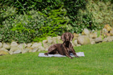Brauner Hund liegt auf einer Decke im Garten vor einer steinigen und grünen Kulisse.