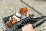 Hund mit braun-weißem Fell sitzt in offener Transporttasche auf einem gepflasterten Weg.