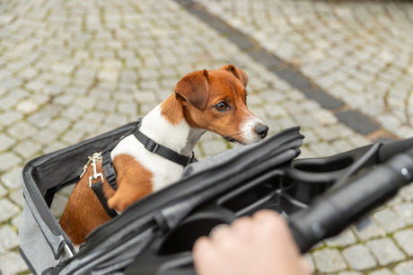 Hund mit braun-weißem Fell sitzt in offener Transporttasche auf einem gepflasterten Weg.