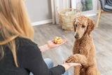 Eine Person gibt einem sitzenden, lockigen Hund ein Leckerli, während sie ihm die Pfote hält.