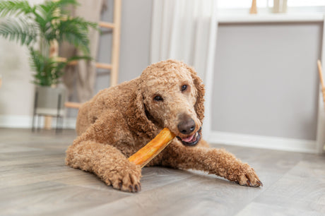 Ein großer, lockiger Hund liegt auf einem Holzboden und kaut auf einem langen, gelben Kauknochen im hellen Raum.