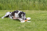 Ein schwarz-weiß gefleckter Hund liegt auf grünem Gras und kaut auf einem großen, weißen Kauspielzeug.