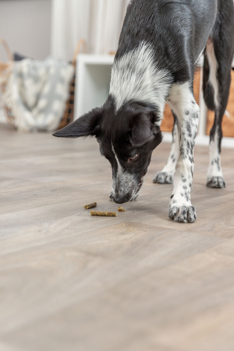 Ein Hund mit schwarz-weißem Fell schnüffelt auf einem Holzboden an kleinen, braunen Leckerbissen.