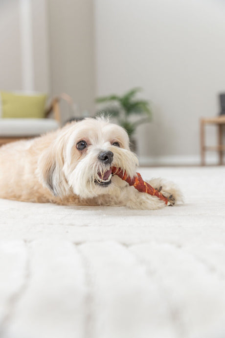 Kleiner, beige-weißer Hund liegt auf hellem Teppich und kaut an einem roten Spielzeugknochen.
