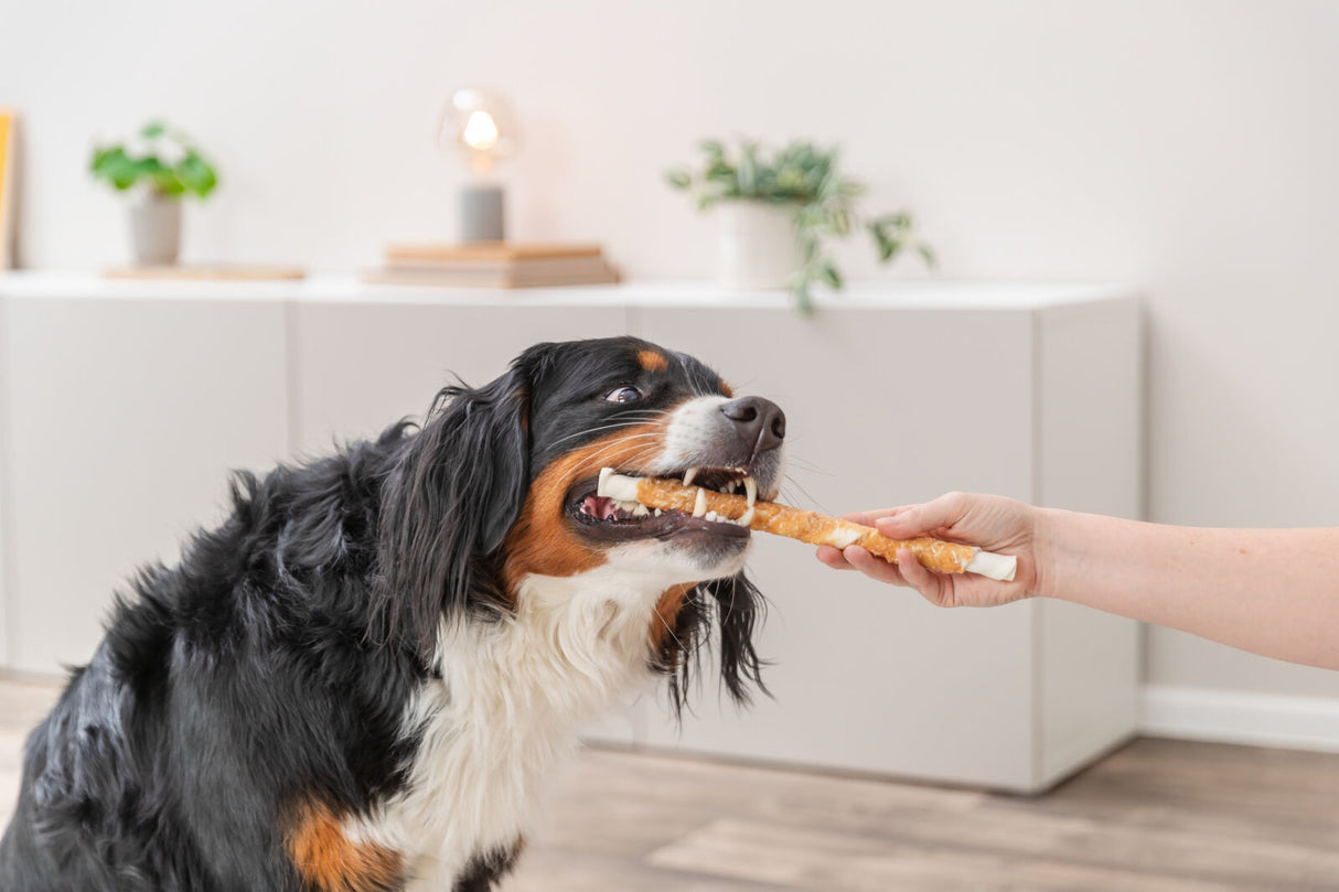 Ein Hund beißt in ein Hundespielzeug, das von einer Hand gehalten wird.