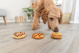 Ein Hund schnuppert an drei Donuts auf einem hellen Holzboden in einem Wohnzimmer mit Pflanzen im Hintergrund.