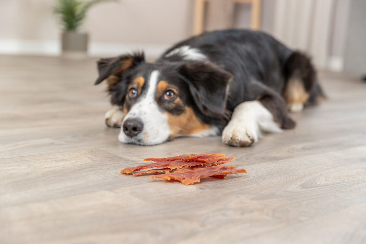 Hund liegt auf Holzboden und blickt auf Hundeleckerli vor ihm.