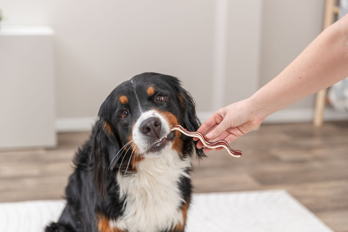 Ein Hund nimmt ein kaubares Spielzeug aus der Hand einer Person im Wohnraum.