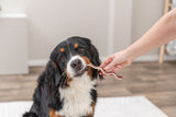 Ein Hund nimmt ein kaubares Spielzeug aus der Hand einer Person im Wohnraum.