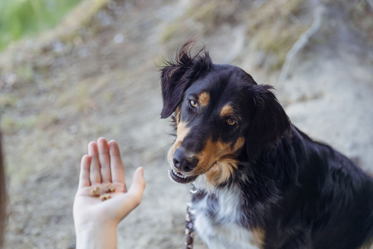 Ein Hund schaut eine Hand mit Hundeleckerlis an, während er auf einem erdigen Boden sitzt, mit unscharfem Hintergrund.