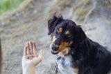 Ein Hund schaut eine Hand mit Hundeleckerlis an, während er auf einem erdigen Boden sitzt, mit unscharfem Hintergrund.
