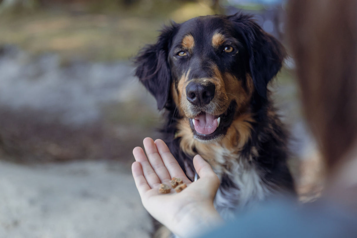 Hund schaut auf eine ausgestreckte Hand mit Leckerlis, Hintergrund unscharf, natürliche Umgebung.