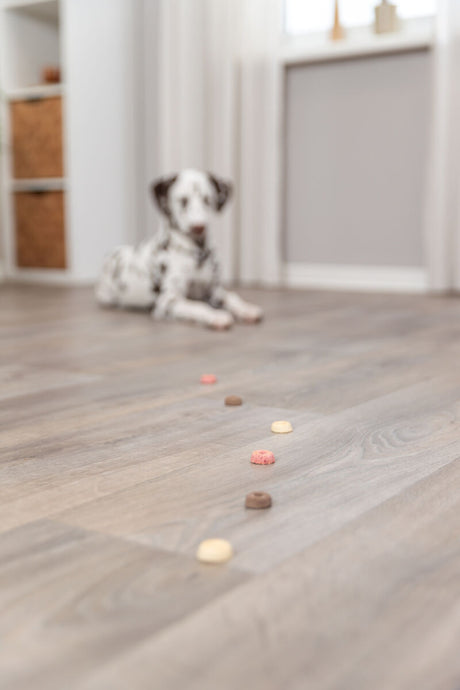 Ein schwarz-weißer Hund liegt auf einem Holzboden; im Vordergrund sind bunte Leckerlis verteilt.
