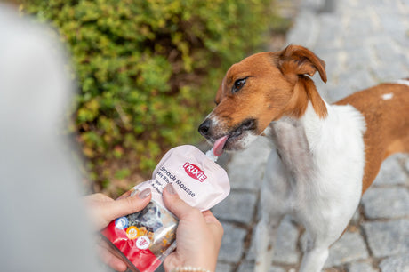 Hund leckt an Verpackung von Trixie Snack Mousse im Freien auf einem gepflasterten Weg.