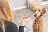 Eine Person hält ein rotes Leckerli in der Hand, während ein brauner Hund auf einem Holzboden sitzt.