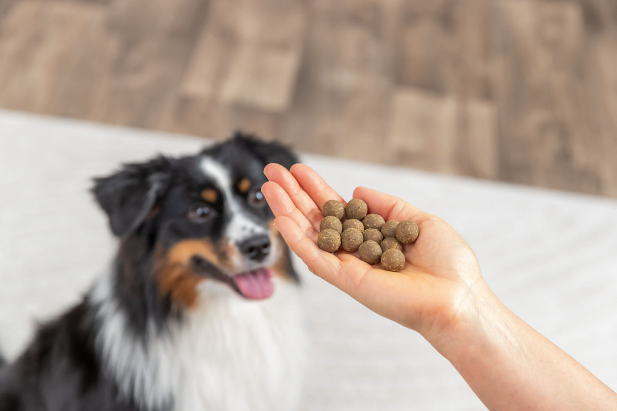 Hund blickt auf eine Hand mit mehreren braunen Leckerlis auf einem Holzboden.