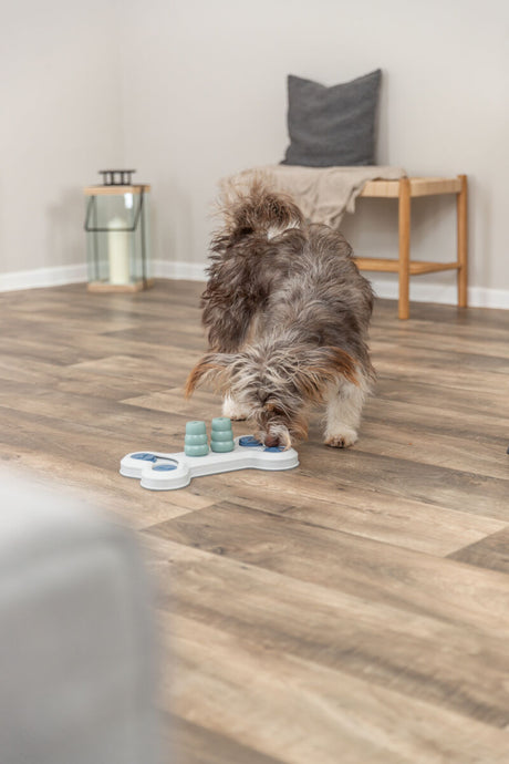 Kleiner Hund spielt mit einem weißen Spielzeug auf einem Holzboden in einer Wohnung.
