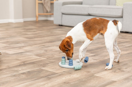 Kleiner Hund spielt mit Intelligenzspielzeug auf einem Holzfußboden in einem Wohnzimmer.