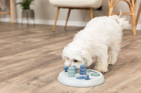 Weißer Hund schnüffelt an einem runden, farbigen Spielzeug auf einem Holzboden.