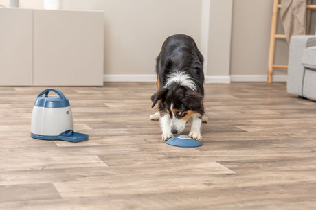 Hund spielt mit blauem Spielzeug auf einem Holzboden neben einer weißen Futterschüssel.