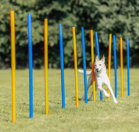 Ein Hund bewegt sich durch eine Reihe von abwechselnd gelben und blauen Stangen auf einer grünen Wiese.