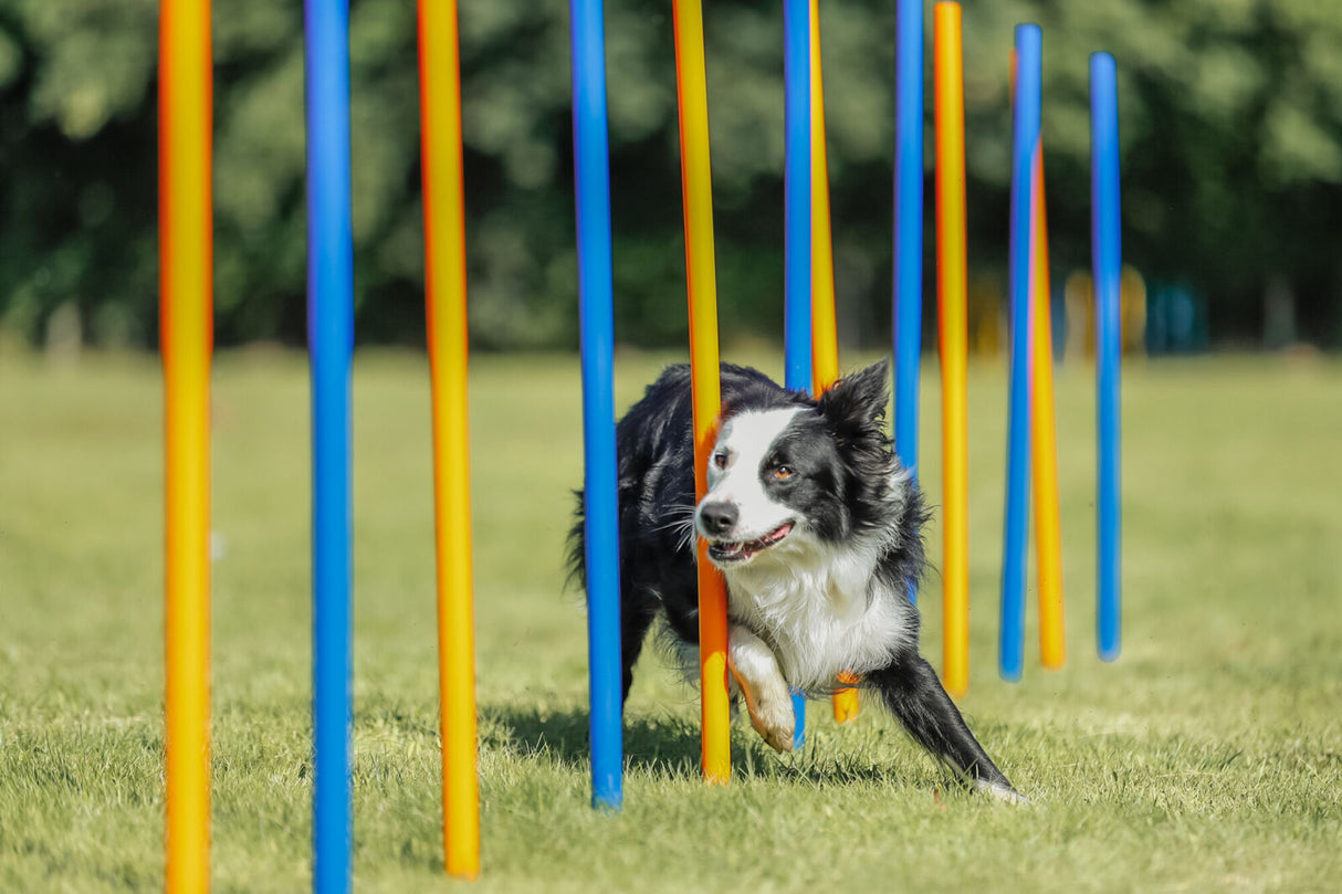 Hund läuft durch Slalomstangen auf grünem Rasen, Stangen in Blau und Orange, Bäume im Hintergrund.