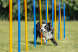 Hund läuft durch Slalomstangen auf grünem Rasen, Stangen in Blau und Orange, Bäume im Hintergrund.