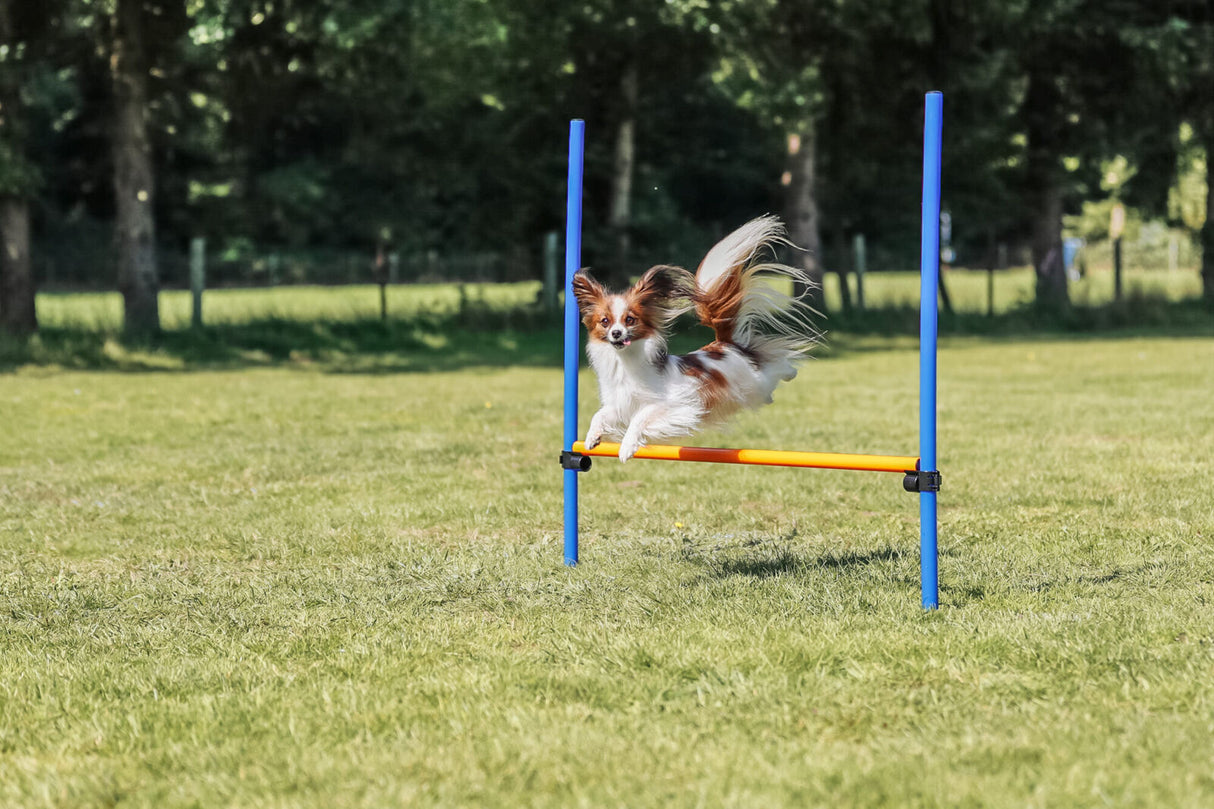 Ein kleiner Hund springt über eine gelbe Hürde mit blauen Stangen auf einer grünen Wiese im Freien.