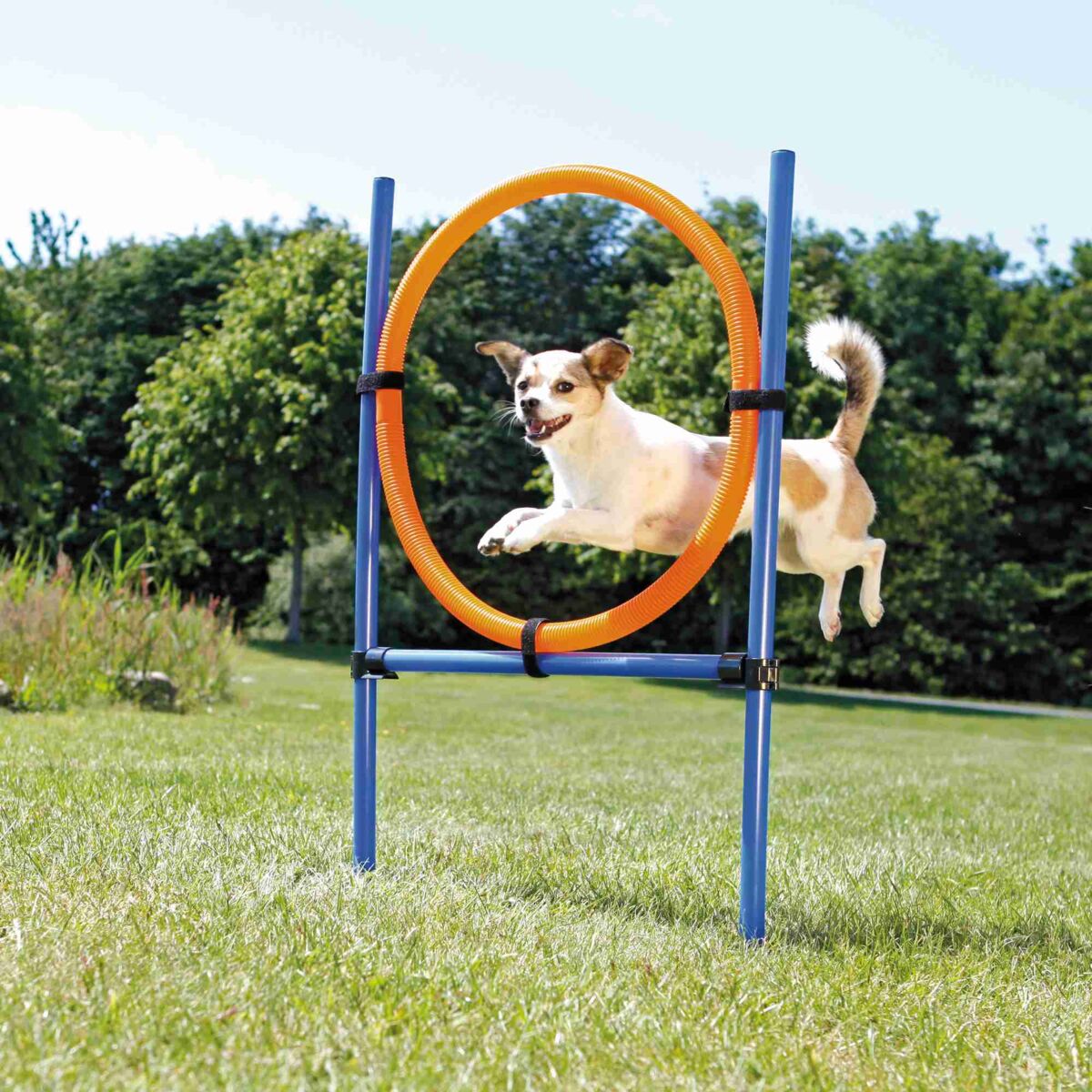 Ein kleiner Hund springt durch einen orangefarbenen Reifen in einer grünen Wiese mit Bäumen im Hintergrund.